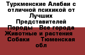 Туркменские Алабаи с отличной психикой от Лучших Представителей Породы - Все города Животные и растения » Собаки   . Тюменская обл.